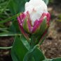 Cabbage Rare tulip bonsais. Aroma tulip -3 pcs
