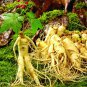 Ginseng Korea Of Herbs Plants High Nutrition