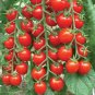 Sweet Tasty Tomato Potted Planting Bonsais food