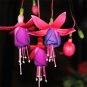 Fuchsin Family Potted Hanging Flowers Bonsai 10pcs