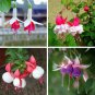Fuchsin Family Potted Hanging Flowers Bonsai 10pcs