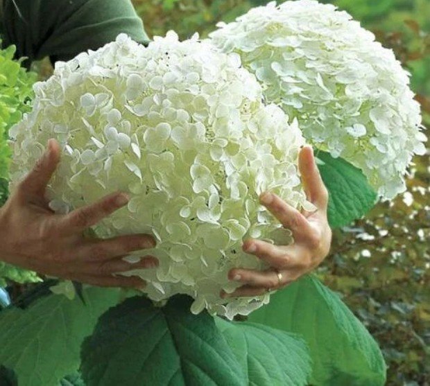 Hydrangea bonsai indoor flowers gardening decoration
