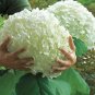 Hydrangea bonsai indoor flowers gardening decoration