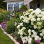 Hydrangea bonsai indoor flowers gardening decoration