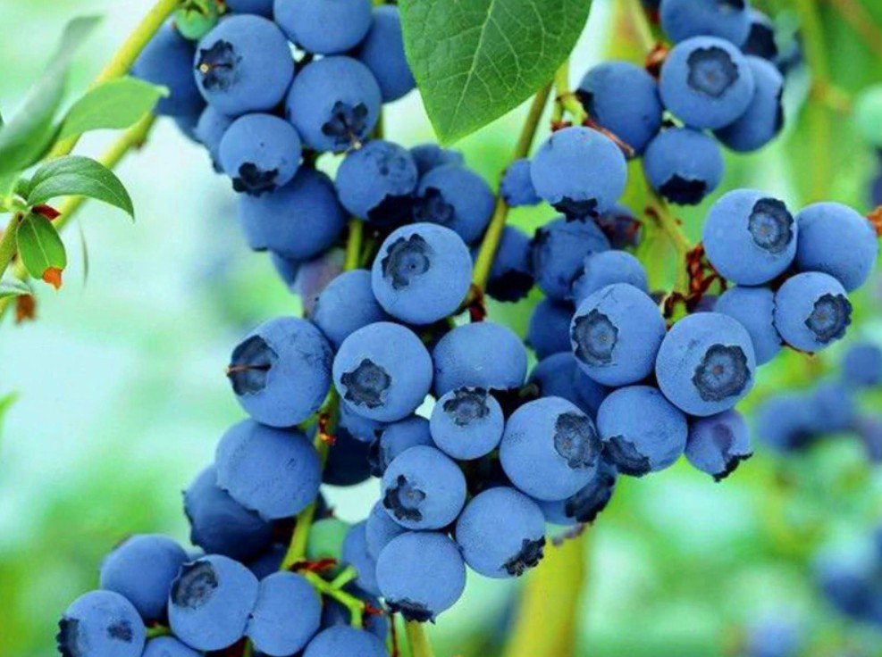 Blueberry flores Tropical Fruit Trees plante Cancer fruit plant