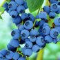 Blueberry flores Tropical Fruit Trees plante Cancer fruit plant