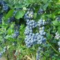 Blueberry flores Tropical Fruit Trees plante Cancer fruit plant