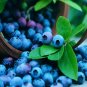 Blueberry flores Tropical Fruit Trees plante Cancer fruit plant