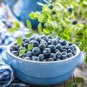 Blueberry flores Tropical Fruit Trees plante Cancer fruit plant