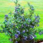 Blueberry flores Tropical Fruit Trees plante Cancer fruit plant