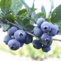 Blueberry flores Tropical Fruit Trees plante Cancer fruit plant
