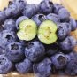 Blueberry flores Tropical Fruit Trees plante Cancer fruit plant