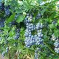 Blueberry flores Tropical Fruit Trees plante Cancer fruit plant
