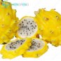 THANH LONG VANG Fruit Trees Bonsai juicy  100Pcs
