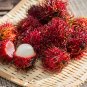 Rambutan Bonsai Red Fruits 5 PCS