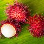 Rambutan Bonsai Red Fruits 5 PCS