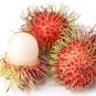 Rambutan Bonsai Red Fruits 5 PCS