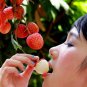 Lychee Bonsai Outdoor Fruit 10 Pcs