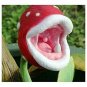 Insect Catching Succulent Plant Enchantress Carnivorous Pot Bonsai Seeds