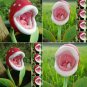 Insect Catching Succulent Plant Enchantress Carnivorous Pot Bonsai Seeds