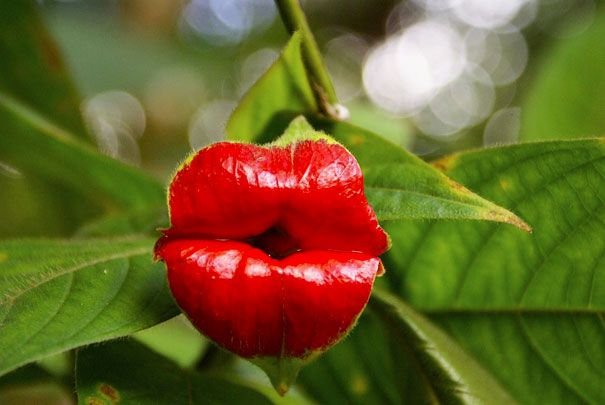 Red Lips Japanese Flower Rare bonsai Home Garden - 100 Pcs