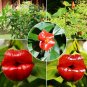 Red Lips Japanese Flower Rare bonsai Home Garden - 100 Pcs