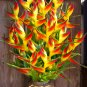 Bird Of Paradise Indoor Potted Plant Flower Orange Strelitzia Reginae bonsai