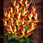Bird Of Paradise Indoor Potted Plant Flower Orange Strelitzia Reginae bonsai