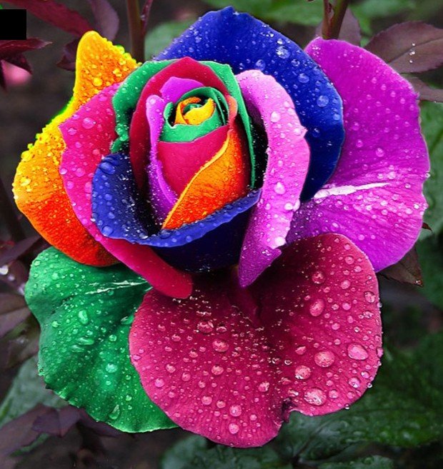 Rainbow Rose Balcony Flower plant Home Garden seeds