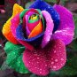 Rainbow Rose Balcony Flower plant Home Garden seeds