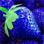 Sweet Blue Strawberry bonsai fruit edible Nutritious sweet
