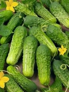 100pcs Seeds Rare Spiny Cucumber bonsai plants Japanese diabetics lower blood sugar