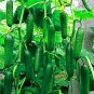 100pcs Seeds Rare Spiny Cucumber bonsai plants Japanese diabetics lower blood sugar