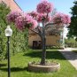 Petunia Tree Beautiful Flower bonsai Garden Organic Seeds