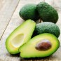 Rare Mini Avocado plant Delicious Pear Fruit plant - 5pcs