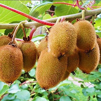 200pcs Kiwi fruit seeds tree bonsai DIY Home Garden
