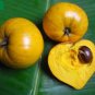 3 Pcs Lucuma Nervosa Egg Yolk Fruit