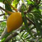 3 Pcs Lucuma Nervosa Egg Yolk Fruit