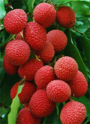 Lychee Bonsai Outdoor Fruit 10 Pcs
