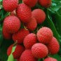 Lychee Bonsai Outdoor Fruit 10 Pcs