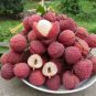 Lychee Bonsai Outdoor Fruit 10 Pcs
