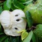 Graviola Fruit Kills Malignant Cells Cancer fruit plant
