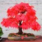 Red Japanese Maple Tree Plants Rare Seeds - 20pcs