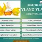 Aroma Magic Ylang Ylang Oil (20ml)