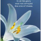 Lilies Inspirational Christian 11" x 17" Poster-B47 Lilies Inspirational Christian 11" x 17" Poster-B47