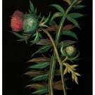 1196 Black background floral Art Decor POSTER.Graphics to decorate home office. 1196 Black background floral Art Decor POSTER.Graphics to decorate home office.