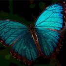 5417.Blue butterfly with spread wings flying.POSTER.decor Home Office art
