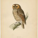 4174.Fanny owl.bird perched on branch.POSTER.Home School Office art decor 4174.Fanny owl.bird perched on branch.POSTER.Home School Office art decor