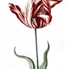 4065.Red and white flower, Semper Augustas.POSTER.Home School Office art decor 4065.Red and white flower, Semper Augustas.POSTER.Home School Office art decor