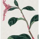 530.Pink Flower Floral Decoration Art POSTER.Graphics to decorate home office. 530.Pink Flower Floral Decoration Art POSTER.Graphics to decorate home office.